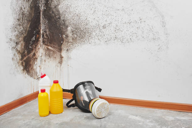 Best Emergency Mold Removal  in Groveport, OH