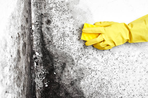 Best Black Mold Removal  in Groveport, OH