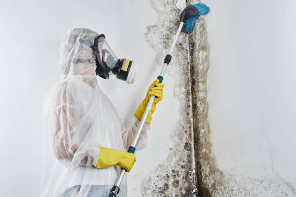 Best Professional Mold Removal  in Groveport, OH