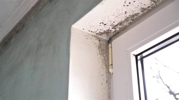 Certified Mold Removal in Groveport, OH