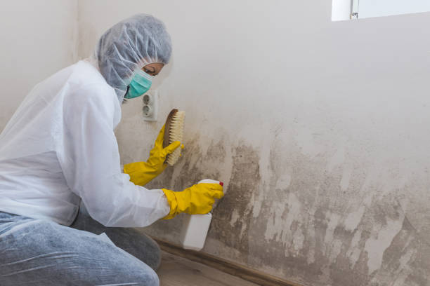 Best Attic Mold Removal  in Groveport, OH