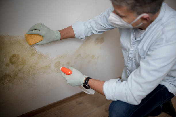 Mold Removal and Inspection in Groveport, OH