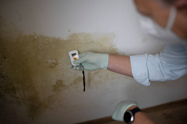 Best Local Mold Removal Service  in Groveport, OH