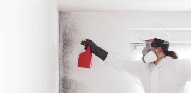 Best Office Mold Removal Services  in Groveport, OH