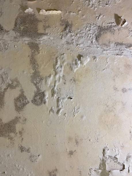 Best Office Mold Removal Services  in Groveport, OH