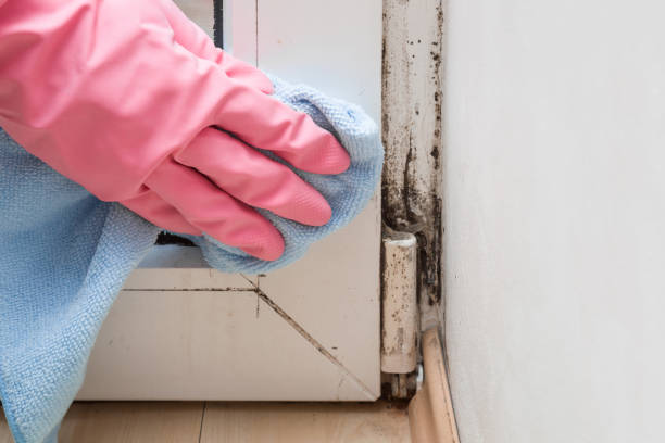 Best Home Mold Removal  in Groveport, OH